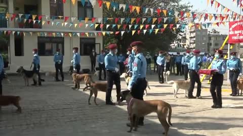 Very good boys: Nepal Festival of Dogs celebrates and worships dogs as religious messengers