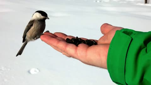 Birds feeding on a hand in the snow - With great music