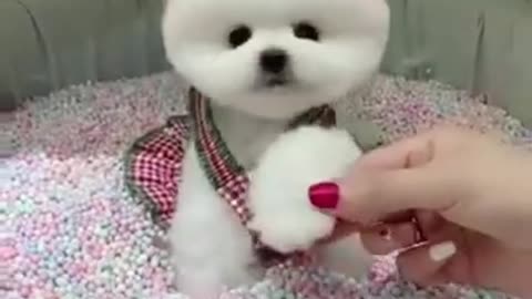 funny little dog