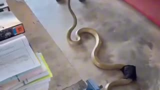 OMG 😳 King Cobra vs. Man with Big Brass Balls