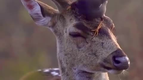 A Myna helping out a deer by nibbling on and cleaning out insects