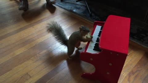 The virtuoso squirrel is learning to play the piano