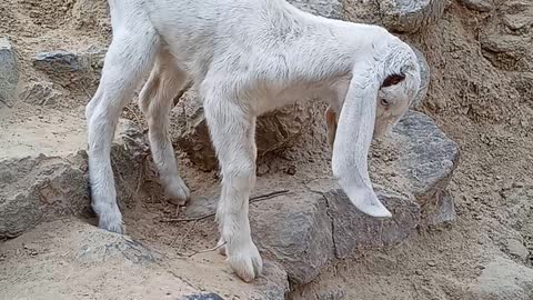 Unique Pakistani breed goat. Cute little goat baby white color peaceful color. Goat Circus Goat - Stylish Goat Beautiful Goat