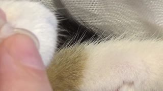 How to Safely Trim a Cat's Nails , Vet Tutorial, Car Claw Scissors Review