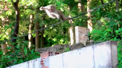 4K Quality Animal Footage - Monkeys Beautiful Scenes | Viral Monkey