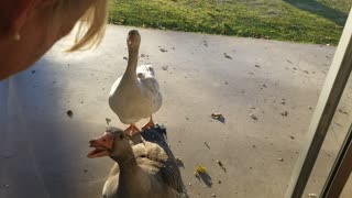 Another crazy Geese video