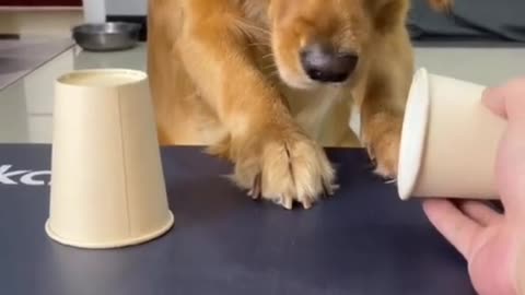 Cute Dog Plays the Cup Game - Do You Know Where is the Food?