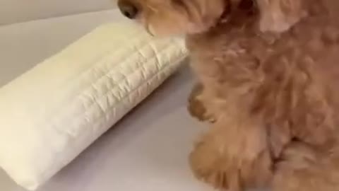 funny little dog video