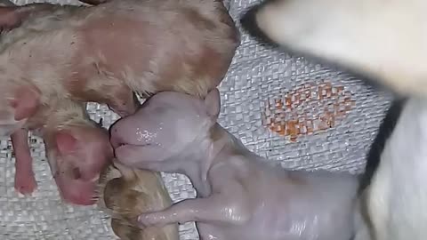 🐶🎬 EXACT TIME OF THE BIRTH OF A BEAUTIFUL LABRADOR PUPPY .. !!!! 🔴🎬🐶. Video