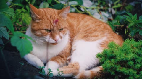 Cute Cat Crying and Sleeping in Jungle