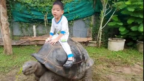 This Turtle is so big, the boy rode it in the yard