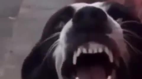 Dog furious