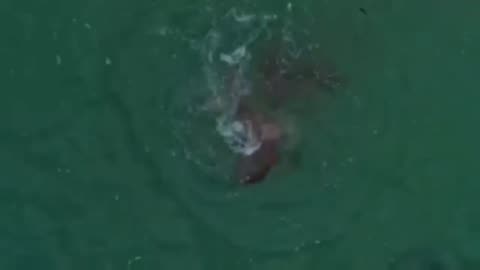 white shark devours seal!