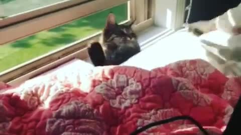 Collab copyright protection - cat stuck between window and bed