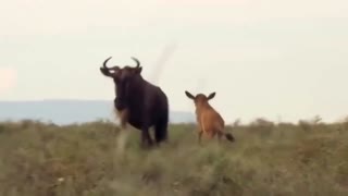 A rare scene... a baboon onslaught to save Impala - baboon vs leopard and lion