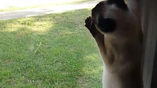 Cat tries to climb up window