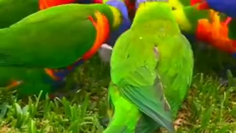 Amazing group of beautiful colorful parrots #shorts #viral #shortsvideo #video