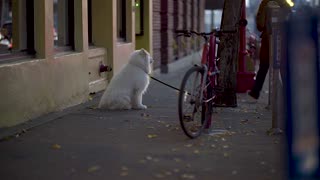 White Parked Dog Next To Owner Bicycle