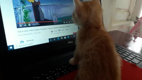 when kitten watching Tom and Jerry-Baby Cats Cute and Funny Cat
