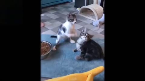 Three cats are playing with toy fish...... cutest moment.. must watch by cat lover