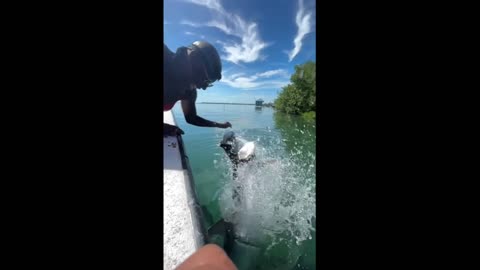 Adventurous girl has thrilling close encounter with tarpon #shorts-(1080p)