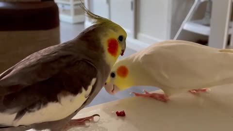 A pair of cockatiels eating pomegranate