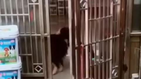Cute and funny dogs