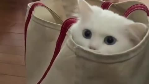 See funy cat