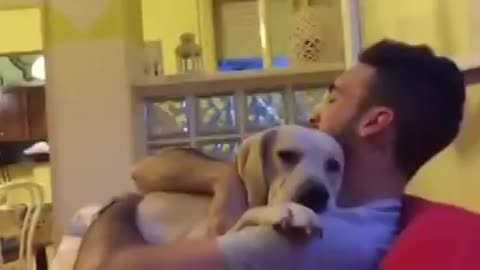 Guilty dog ​​asks for forgiveness