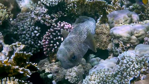 A lone puffer fish swims slowly through a forest of coral on a reef