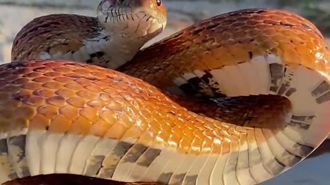 snake funny video for