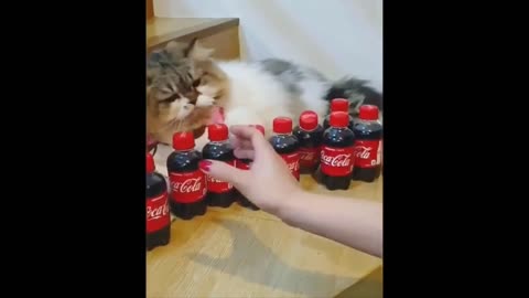 funny animals--best of the 2022 funny animals videos