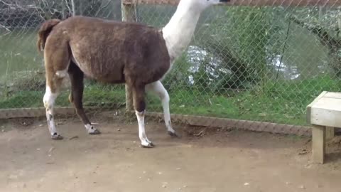 Llama spits on kids face