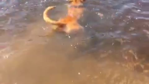 This Pup Doesn't Seem To Fully Understand The Concept Of Swimming