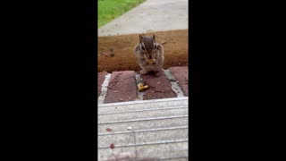 Baby chipmunk squeaks