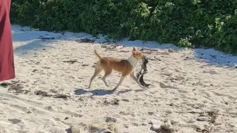 Crazy dog in beach with bra