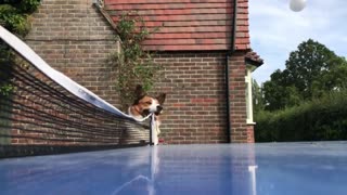 Dog Trying to Referee a Ping Pong Game