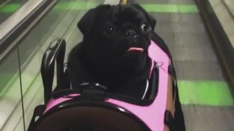 Pug in suitcase is ready for vacation