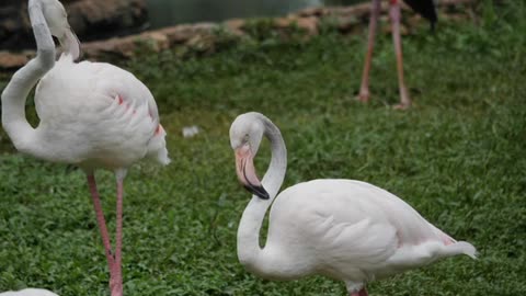 white flamingo couple in forest
