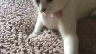 White cat hisses at girl who puts hand in front of him