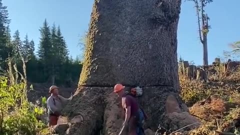 Cutting Tree