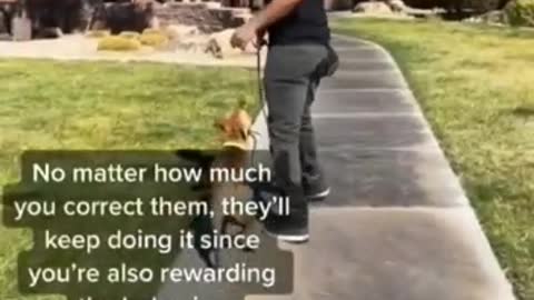 dogs training video