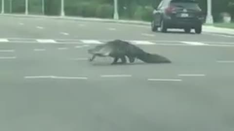 Alligator In the street