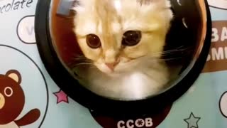 Cat going to space