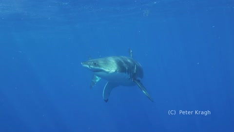 Great White Shark Cage Diving at Guadalupe Island