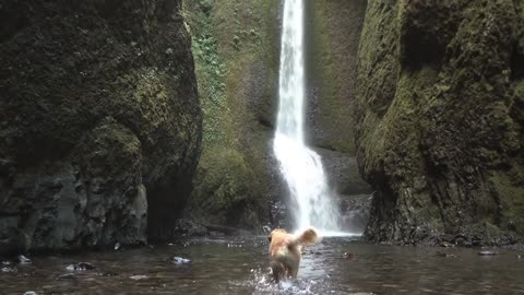 Dog Dares To Swim Through Waterfall