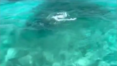 Dramatic Moment Stingray Leaps in the Air as it Tries to Escape Chasing Hammerhead Shark