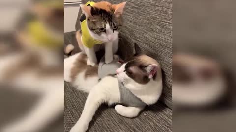 Baby Cats Video - Funny and Cute Cat Video~2021