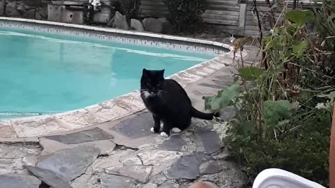 Small brown dog trying to fight black cat near pool