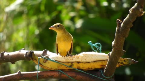 The bird is happily eating the banana and it looks very beautiful